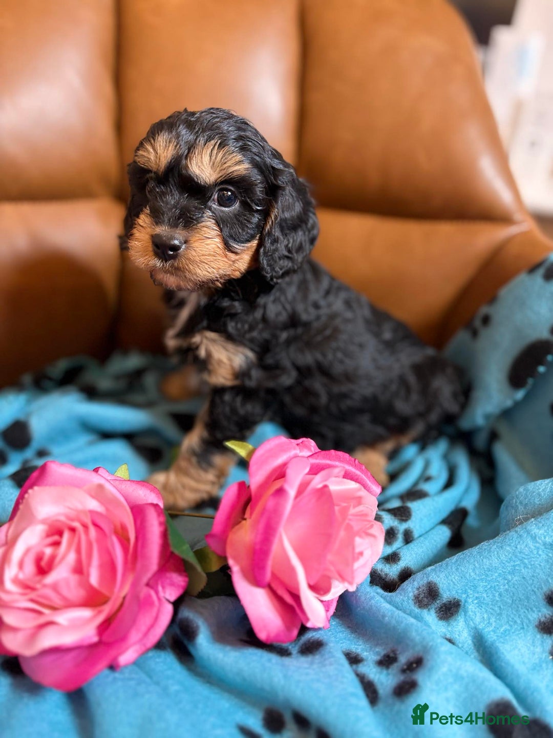 Cavapoo dogs for sale: Ruby &black n tan boys and girls  - Image 17