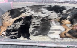 Jack Russell dogs for sale: Miniature Tri coloured Merle Jack Russell  - Image 23