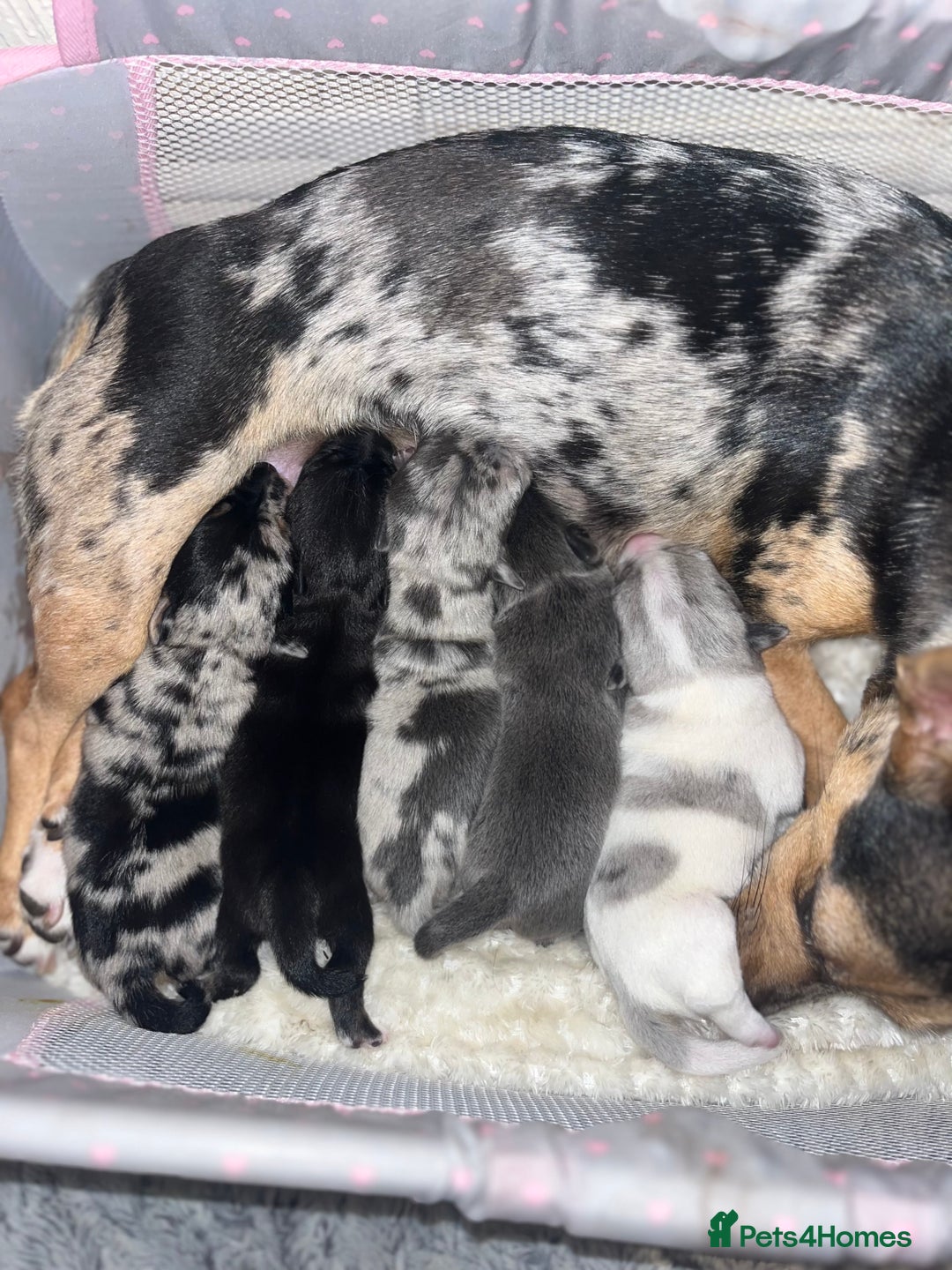 Jack Russell dogs for sale: Miniature Tri coloured Merle Jack Russell  - Image 23