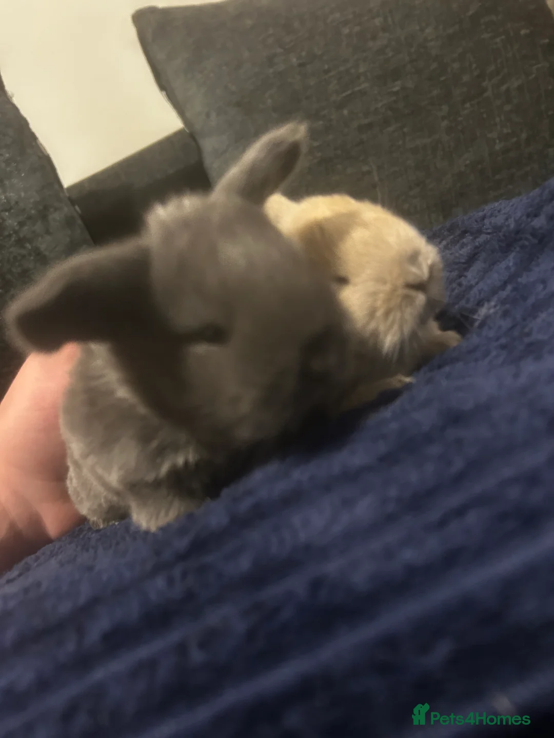Mini Lop rabbits for sale: Gorgeous litter of mini lops RTR - Advert 3