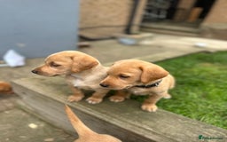 Labrador Retriever dogs for sale: KC Labrador pups - READY NOW!! in Morpeth - Image 13