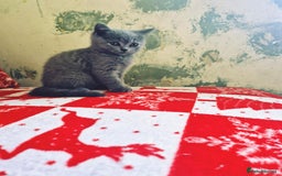 British Shorthair cats for sale: British shorthair kittens - Image 11