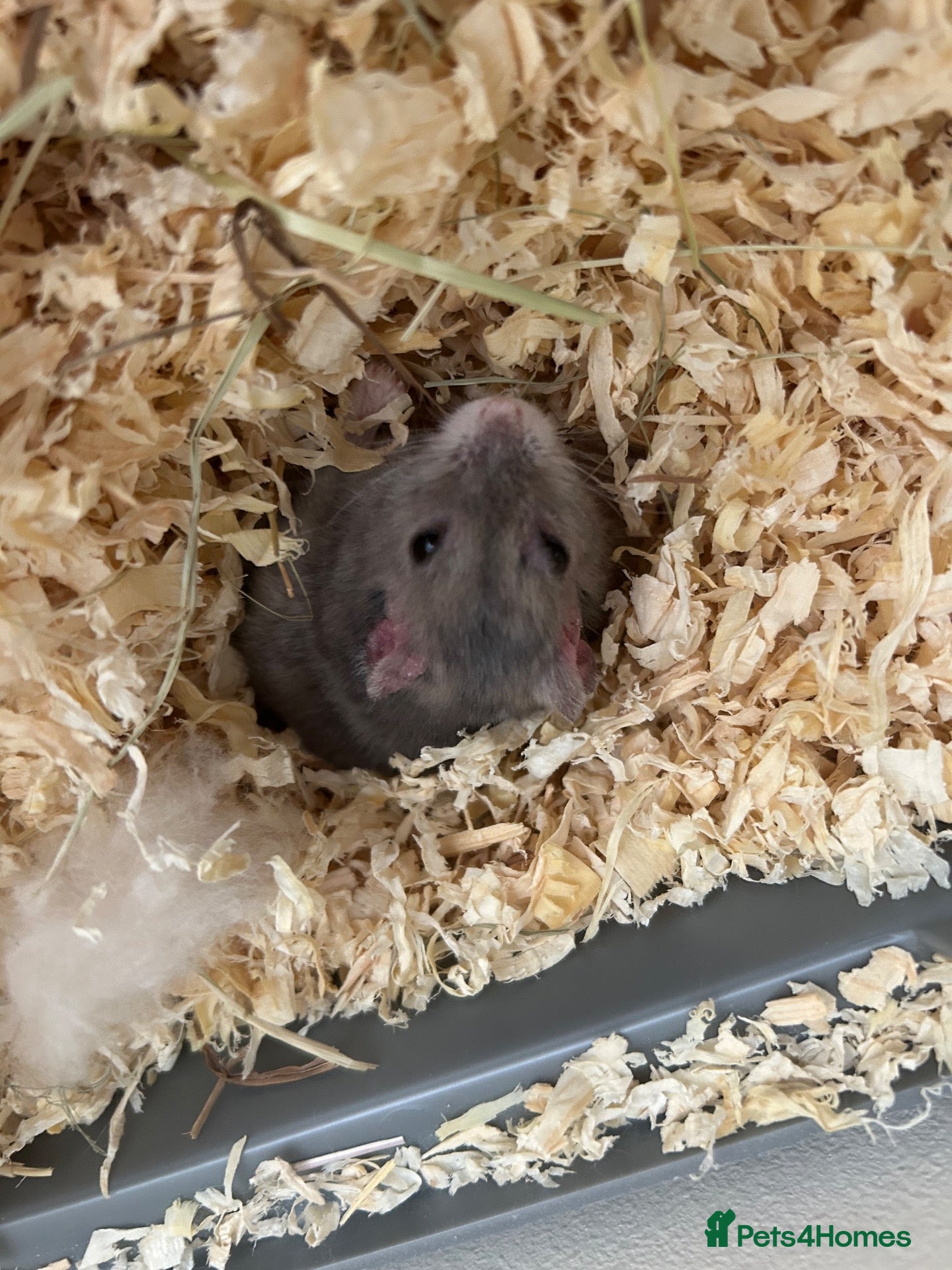 Hamster rodents Unknown species Hamster - Advert 14