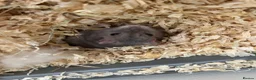 Hamster rodents for sale: Unknown species Hamster - Advert 1