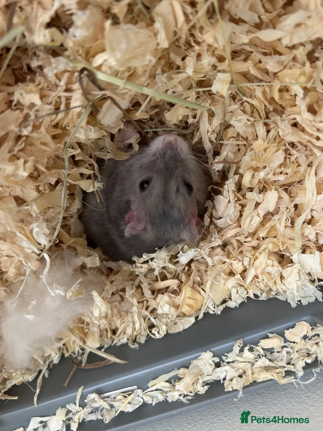 Hamster rodents for sale: Unknown species Hamster - Advert 1