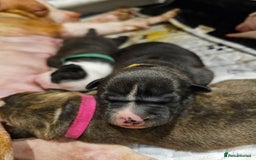 Staffordshire Bull Terrier dogs for sale: Beautiful Staffies looking for a good home - Image 10