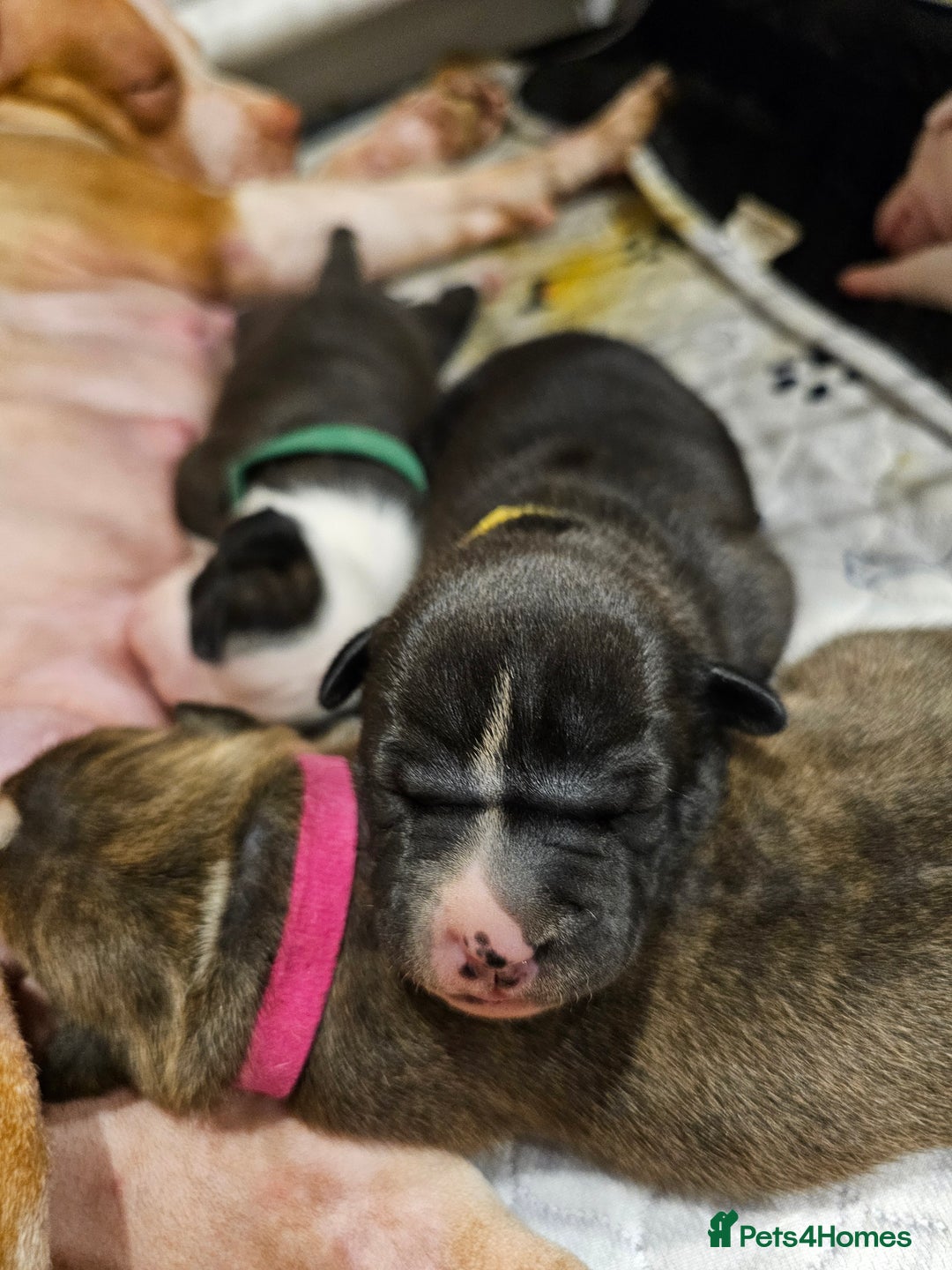 Staffordshire Bull Terrier dogs for sale: Beautiful Staffies looking for a good home - Image 10