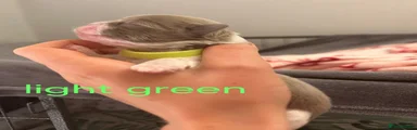 Shih Tzu 6