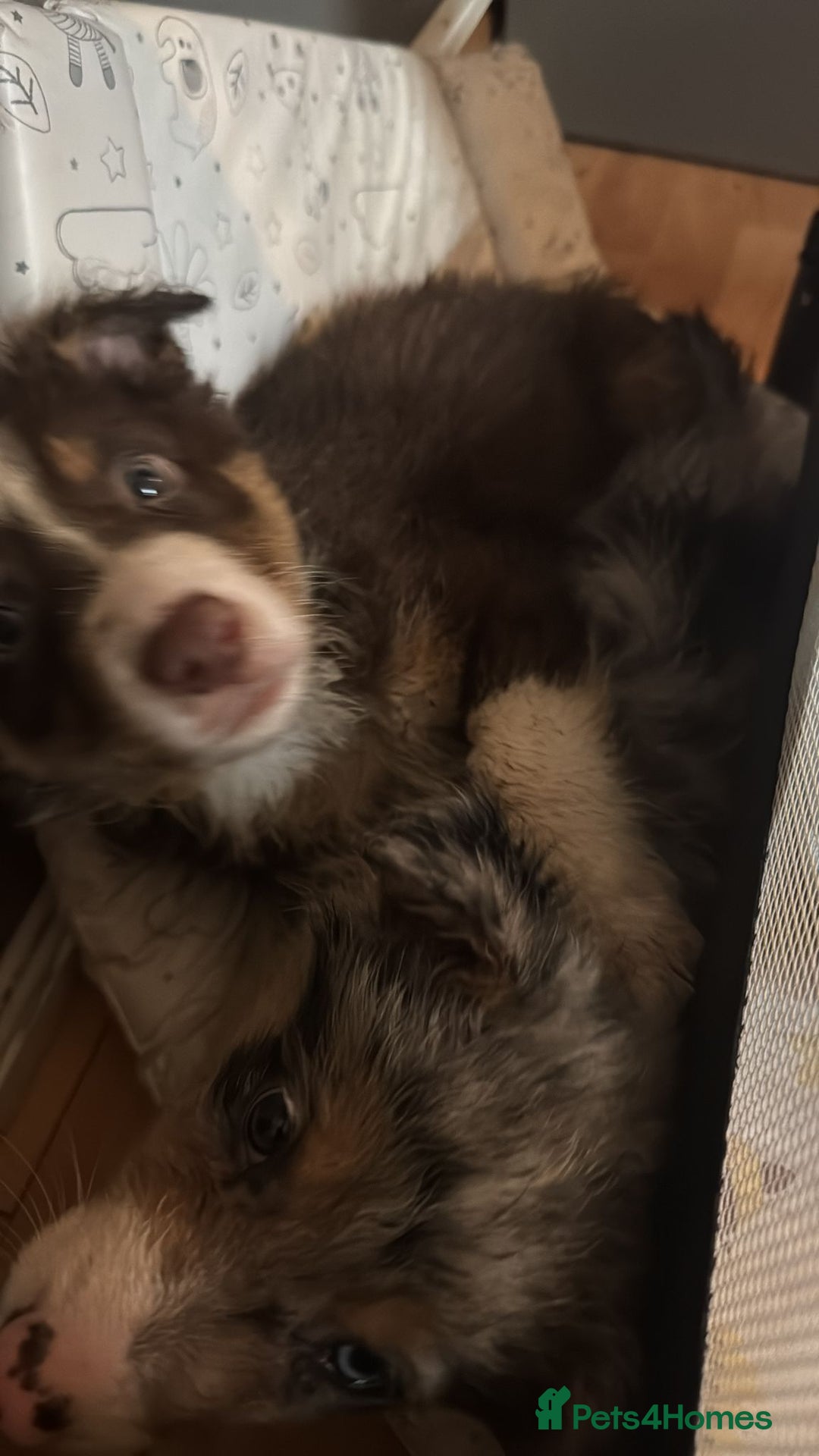 Border Collie dogs for sale: REDUCED BORDER COLLIE PUP  - Advert 9