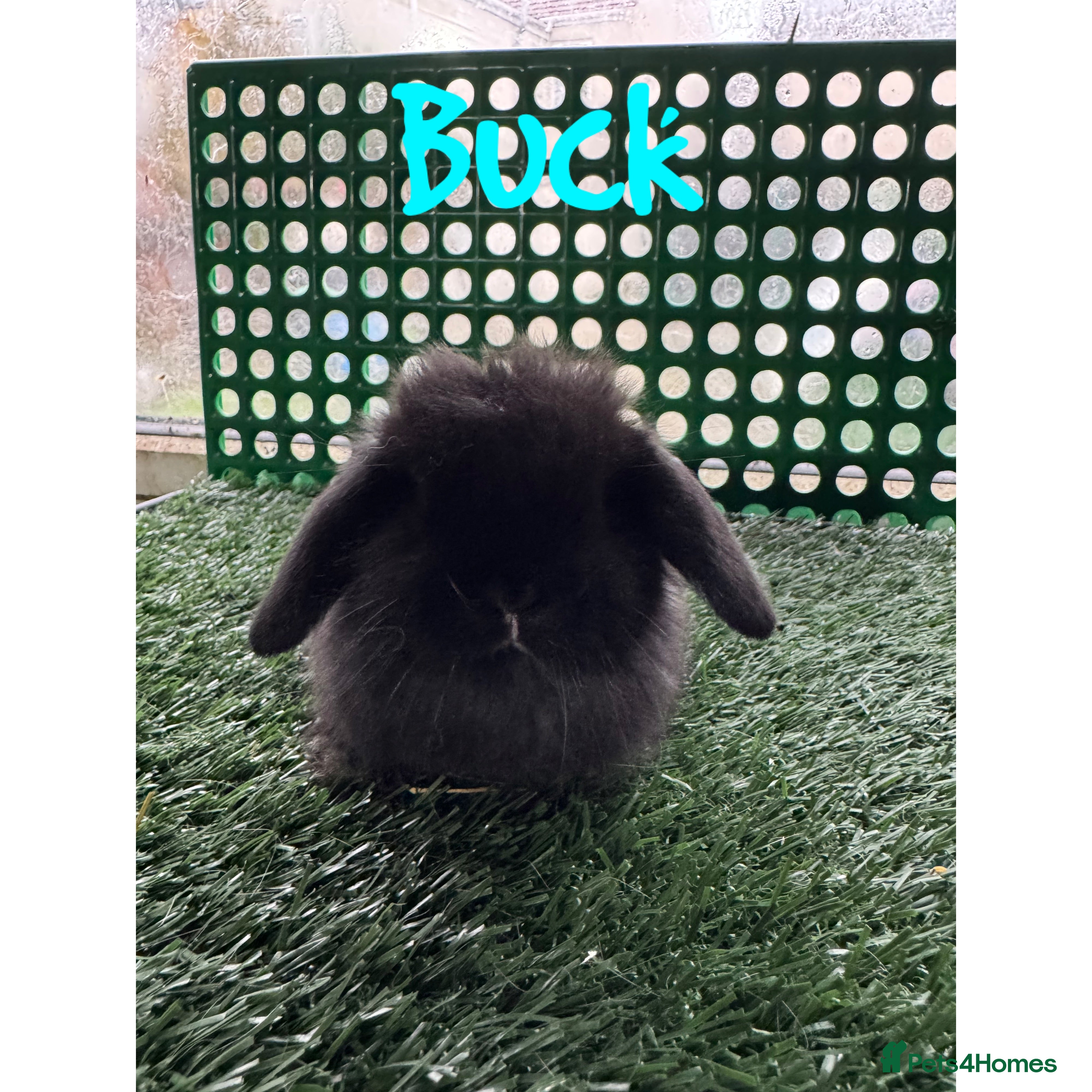 Mini Lop rabbits Pure breed mini lop  - Advert 15