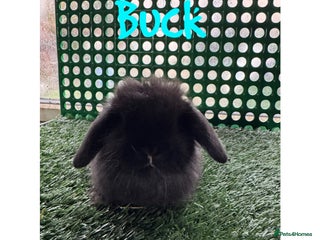 Mini Lop rabbits Pure breed mini lop - Advert 4