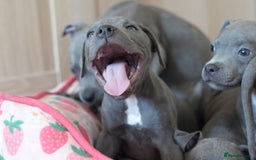 Staffordshire Bull Terrier dogs for sale: 🧸 Adorable Staffy puppies 🧸 - Image 17