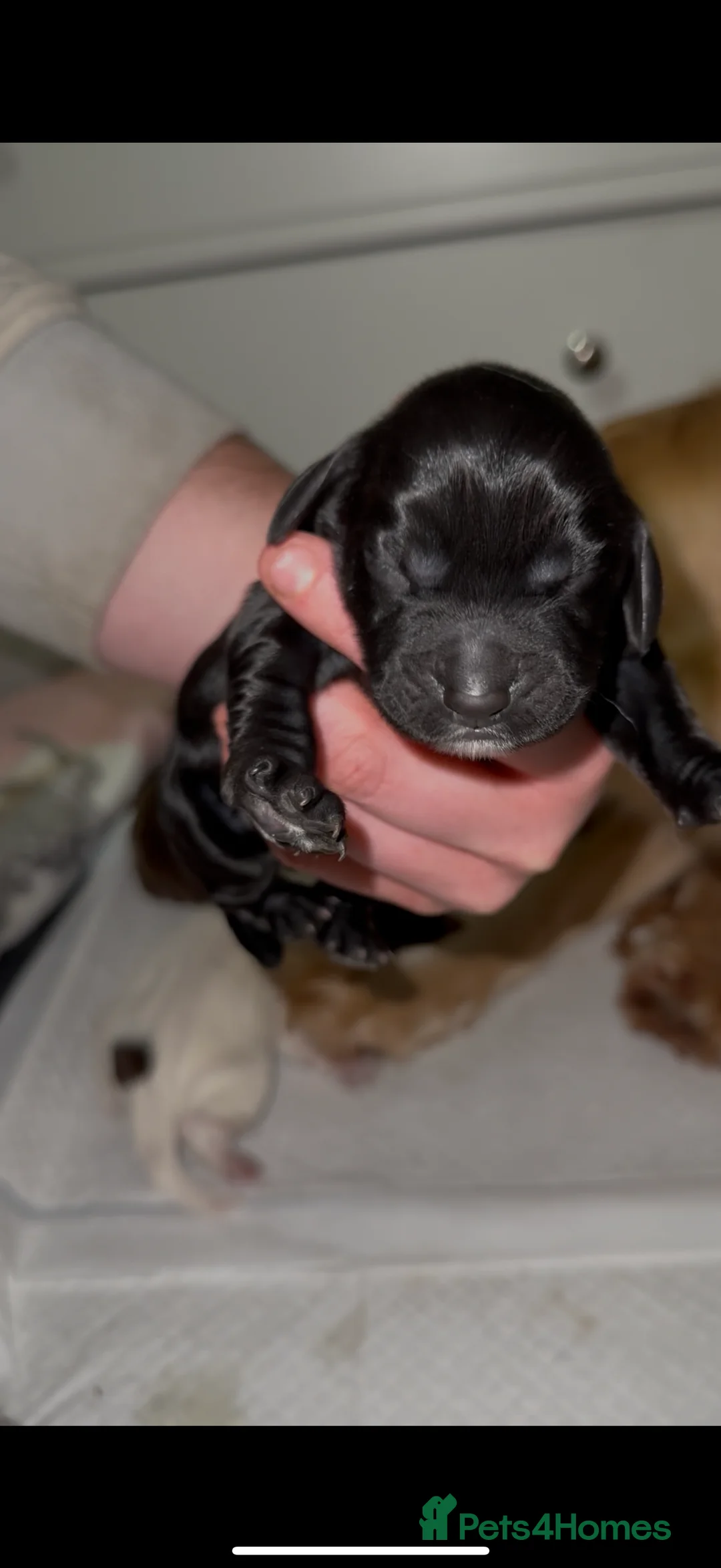 Cocker Spaniel dogs for sale: 5 working cocker spaniel pups  - Advert 4
