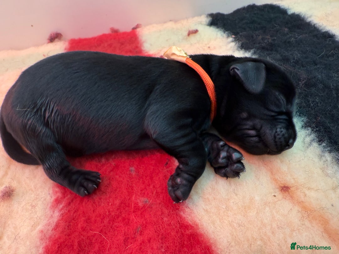 Labrador Retriever dogs for sale: Beautiful chunky litter of black pups  - Advert 28