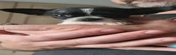 Chihuahua dogs for sale: Beautiful unique chihuahuas  - Advert 9
