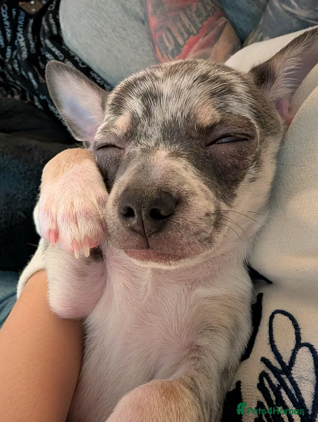 Chihuahua dogs for stud: Handsome Chihuahua for stud - Advert 5