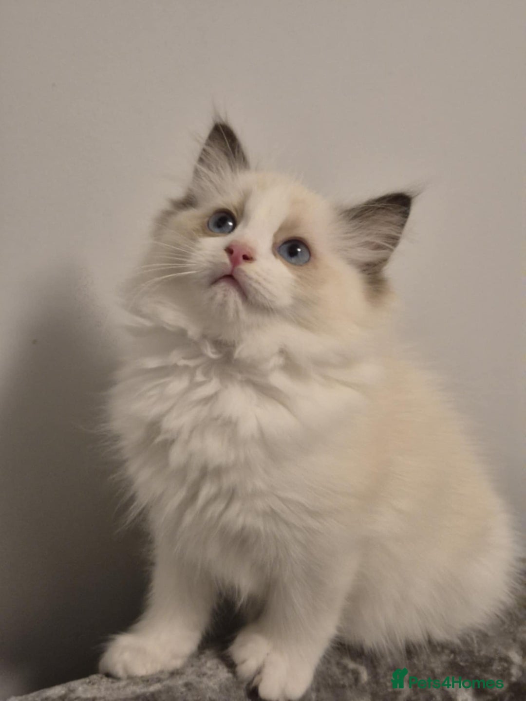 Ragdoll cats for sale: 3 Tica Registered Ragdoll Kittens For Sale  - Advert 13