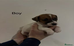 Jack Russell dogs for sale: Jack Russell Puppies For Sale - Advert 4