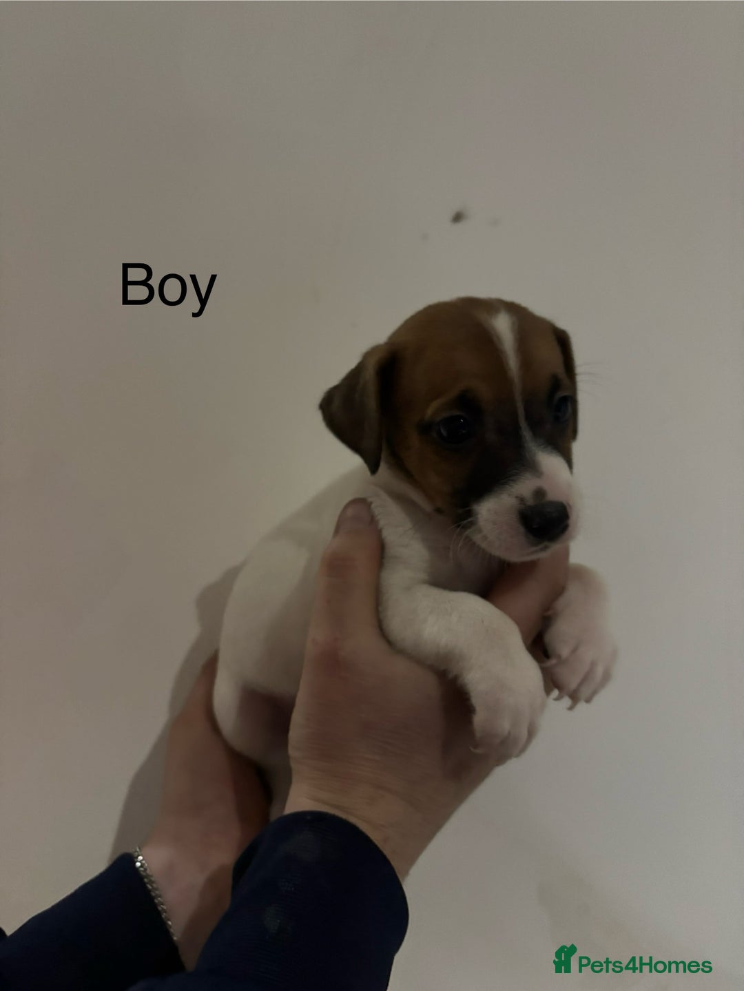 Jack Russell dogs for sale: Jack Russell Puppies For Sale - Advert 4