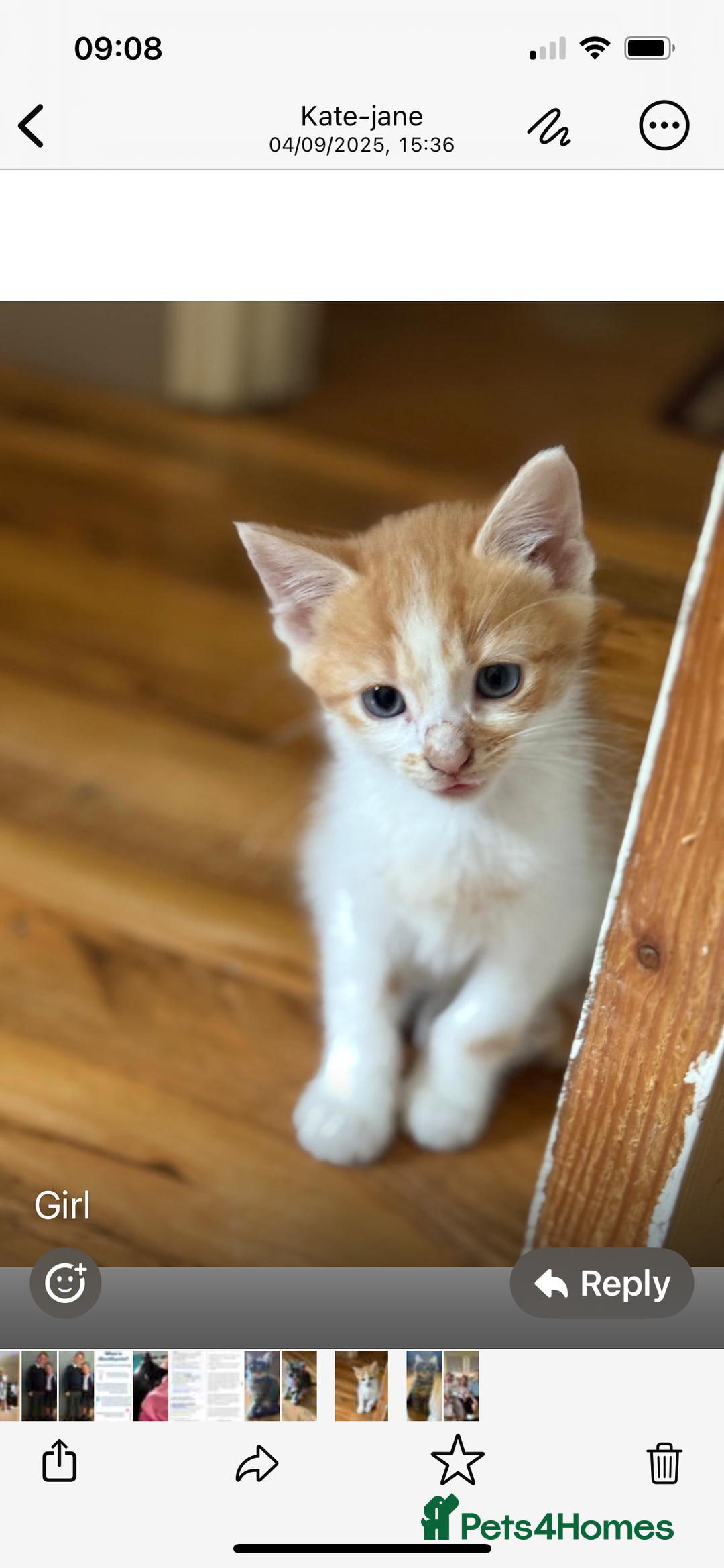 British Shorthair cats for sale: Kittens for sale  - Image 4