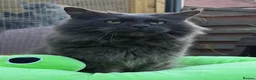 Maine Coon cats for sale: Maine Coon Kittens, Full Pedigree, GCCF 🏆 - Advert 5