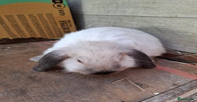 Mini Lop rabbits - Advert 3