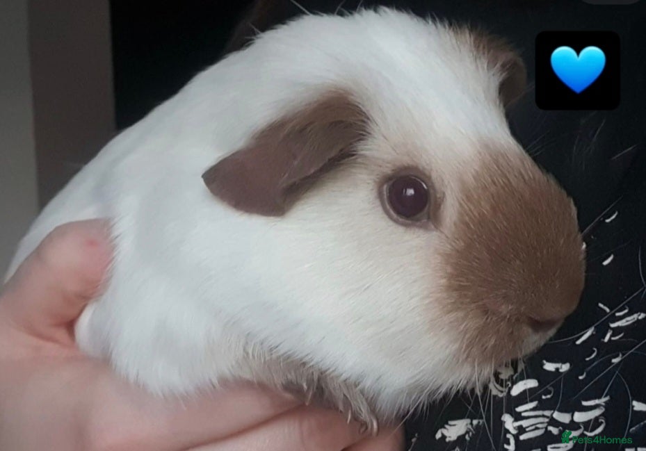 Guinea Pig rodents Beautiful guinea pigs  - Advert 1