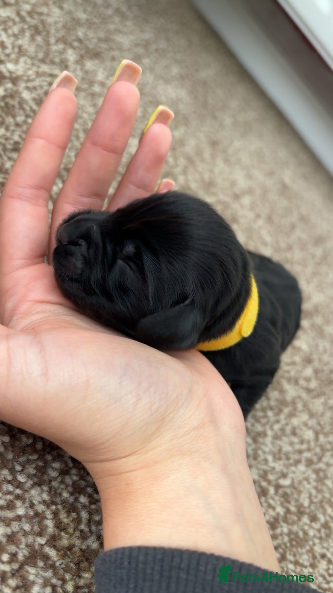 Cocker Spaniel dogs for sale: Cocker spaniel puppies for sale  - Image 24