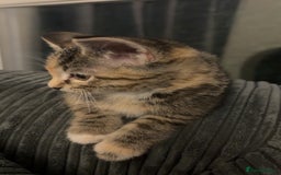 Domestic Shorthair cats for sale: 🐾 Adorable Kitten Looking for a Loving Home 🐾 - Image 2