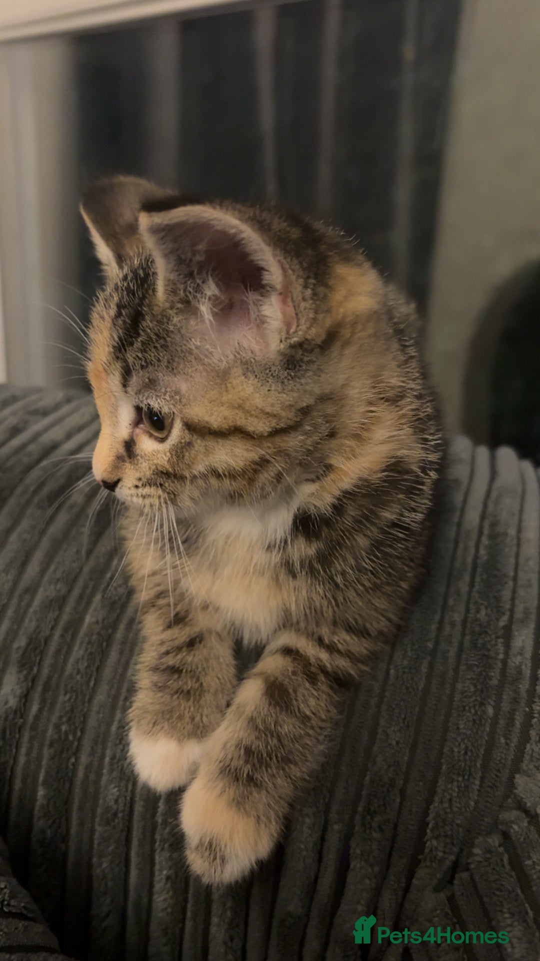 Domestic Shorthair cats for sale: 🐾 Adorable Kitten Looking for a Loving Home 🐾 - Image 2
