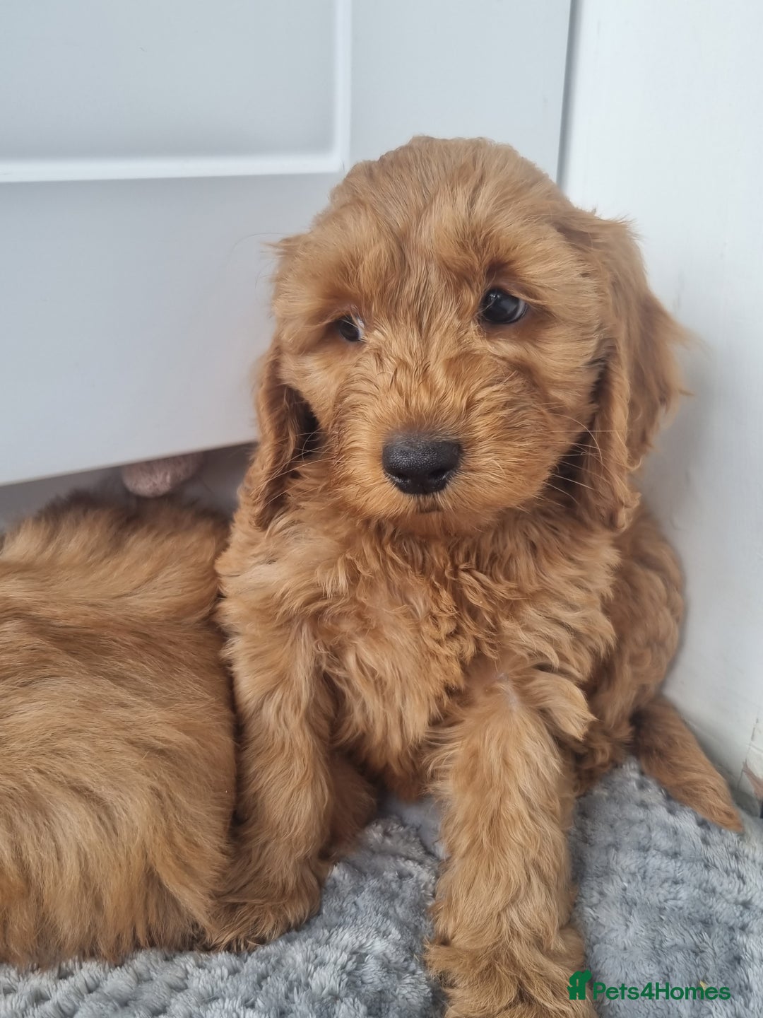 Cockapoo dogs for sale: Red and apricot F1 Cockapoo puppies  - Image 17