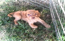 Cocker Spaniel dogs for sale: Gorgeous Lemon Cocker Spaniel Pups in Fordingbridge - Image 4