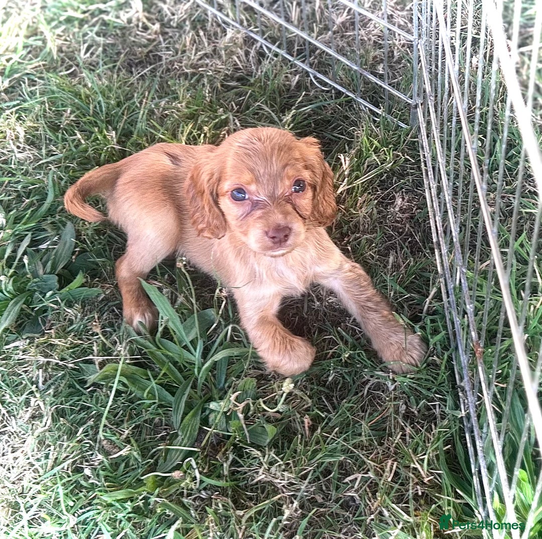 Cocker Spaniel dogs for sale: Gorgeous Lemon Cocker Spaniel Pups in Fordingbridge - Image 4