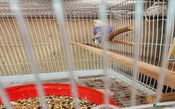 Lovebirds birds for sale:  PIED OPALINE AND GREEN OPA FOR SALE - Image 13