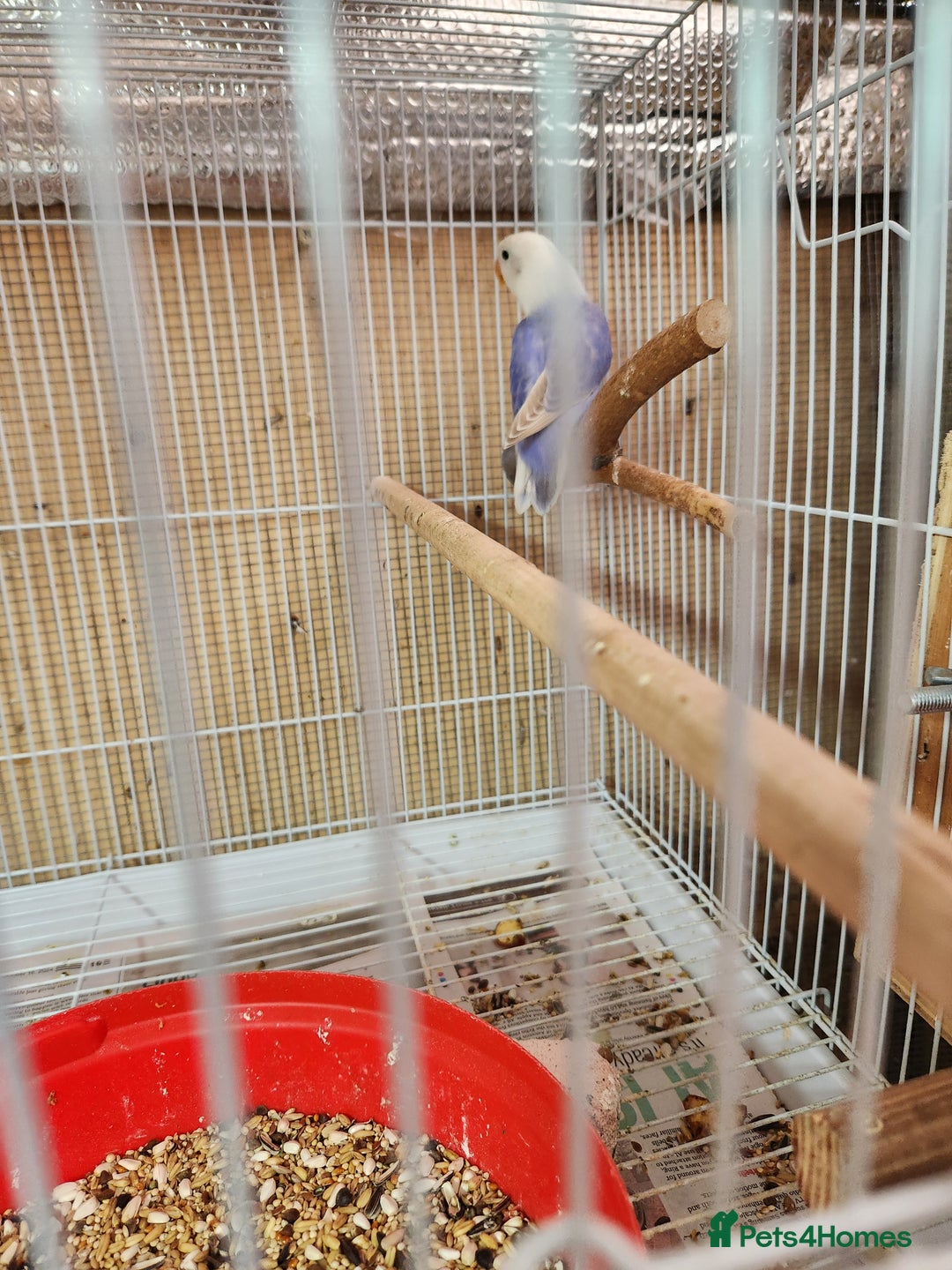 Lovebirds birds for sale:  PIED OPALINE AND GREEN OPA FOR SALE - Image 13