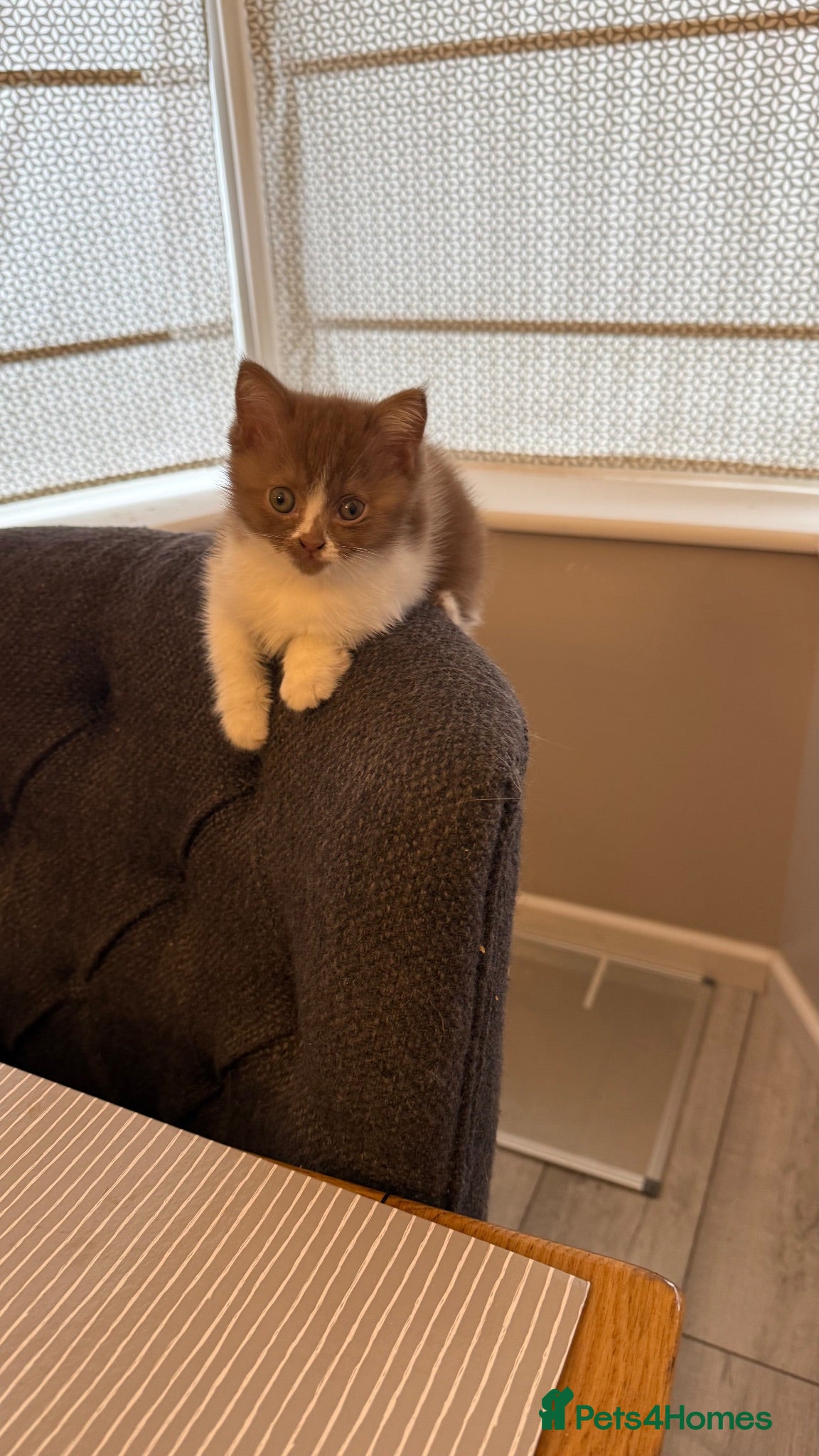 British Shorthair cats Cinnamon -white BSH  - Advert 2
