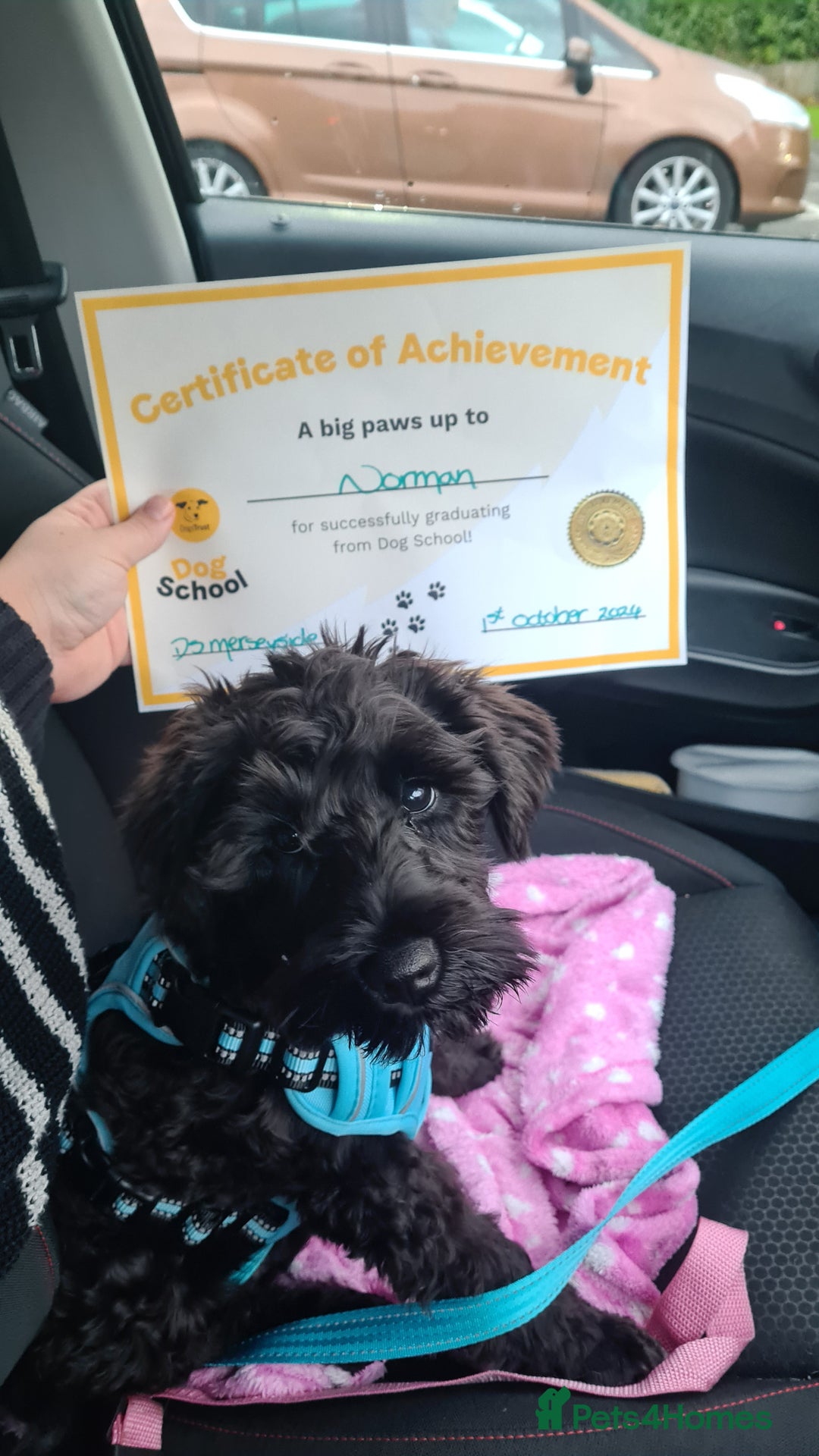 Miniature Schnauzer dogs for stud: Black Miniature schnauzer looking for girlfirend - Advert 13