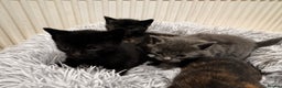 Mixed Breed cats for sale: 4 beautiful kittens - Advert 13