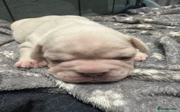 French Bulldog dogs for sale: Quality Frenchbull dogs - Image 10