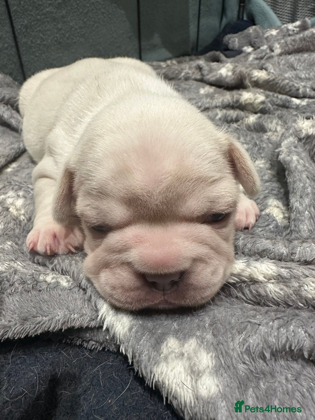 French Bulldog dogs for sale: Quality Frenchbull dogs - Image 10