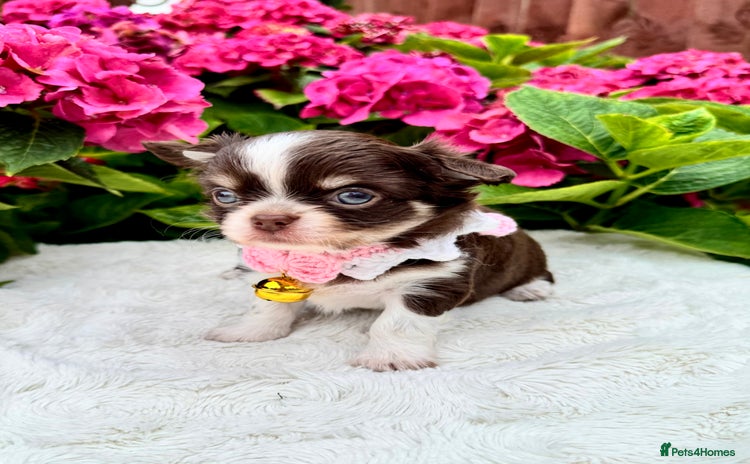 Chihuahua dogs - Advert 3