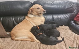 Labradoodle dogs for sale: F1 Labradoodle Puppy's  - Image 9