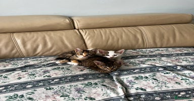 American Shorthair cats - Advert 13