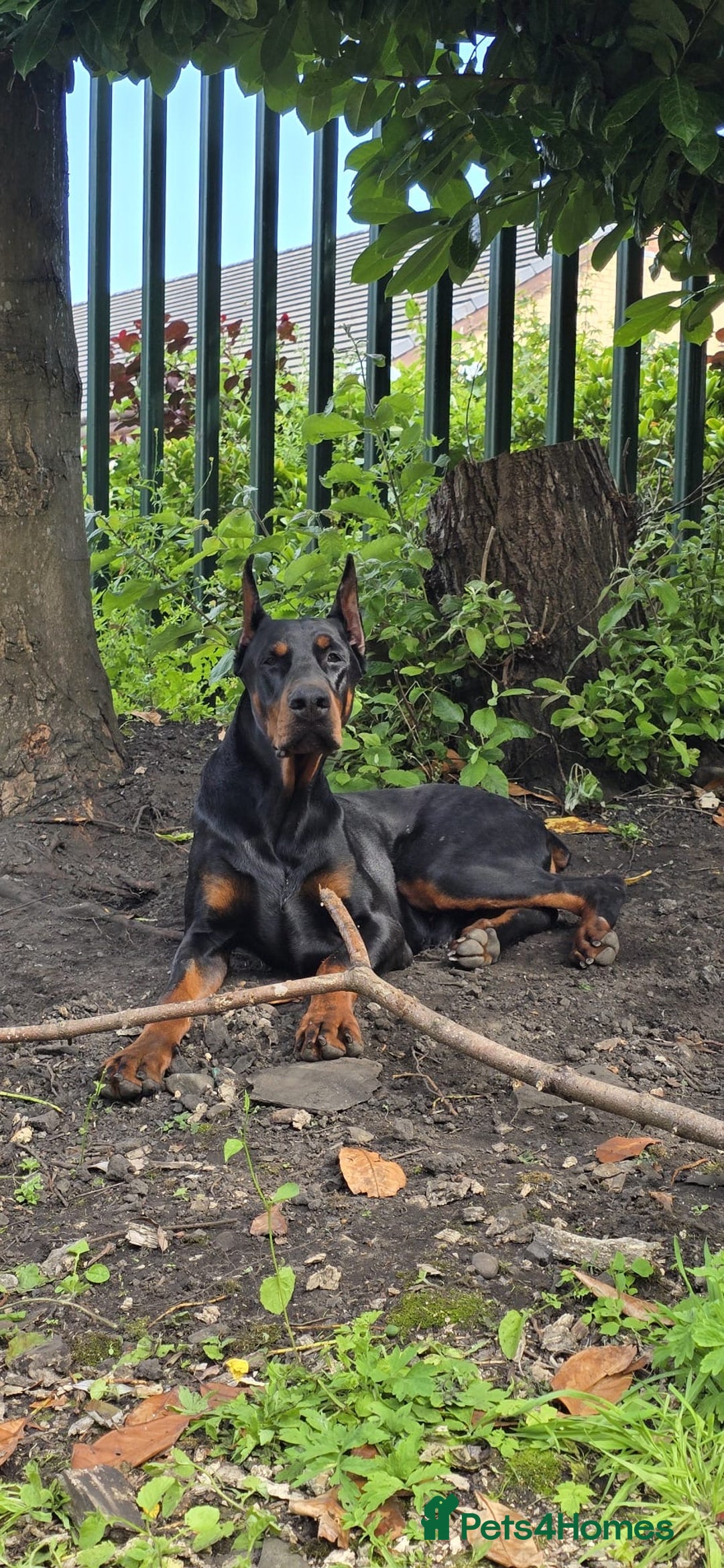 Dobermann dogs for sale: European Male Doberman imported from - Advert 4