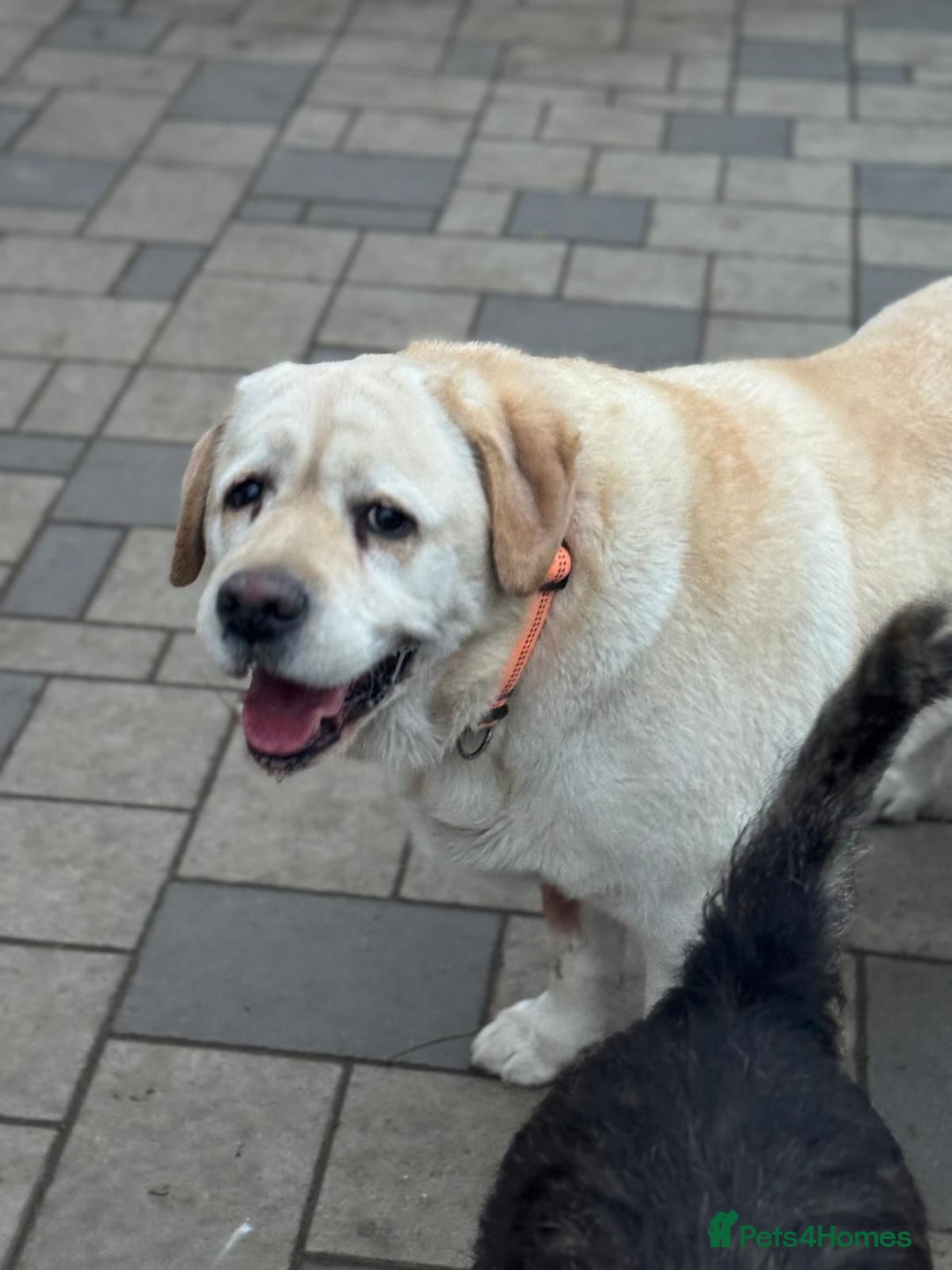 Labrador Retriever dogs for adoption: Gorgeous Trevor seeking a home - Advert 1