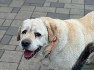 Labrador Retriever dogs Gorgeous Trevor seeking a home - Advert 4