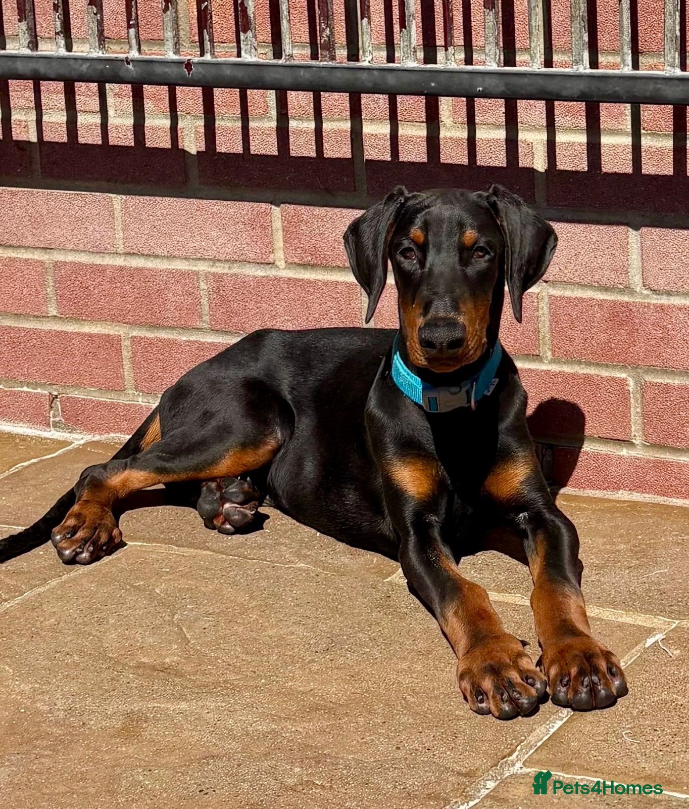 Dobermann dogs for sale: Top Quality Male Dobermann Puppy - Advert 1