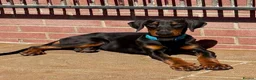Dobermann dogs for sale: Top Quality Male Dobermann Puppy - Advert 1