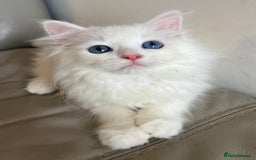 Siberian cats for sale: Pure White Siberian kittens. Ready Now.  - Image 13