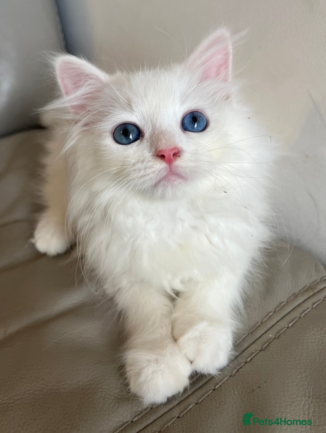 Siberian cats for sale: Pure White Siberian kittens. Ready Now.  - Image 13